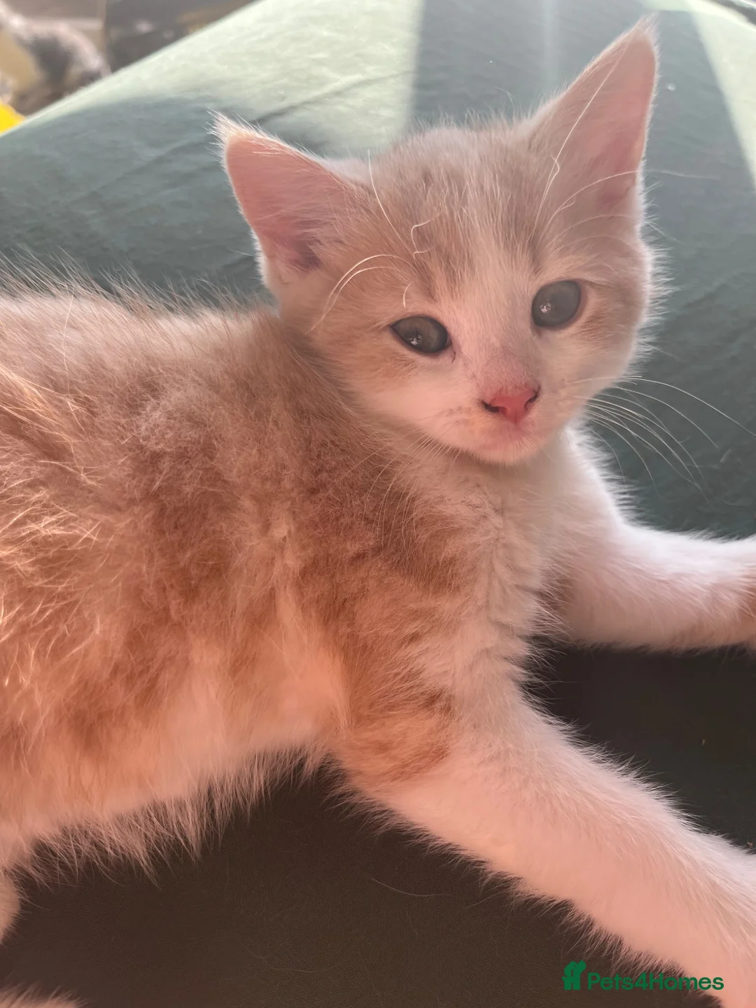 Mixed Breed cats for sale: Cream - Advert 2