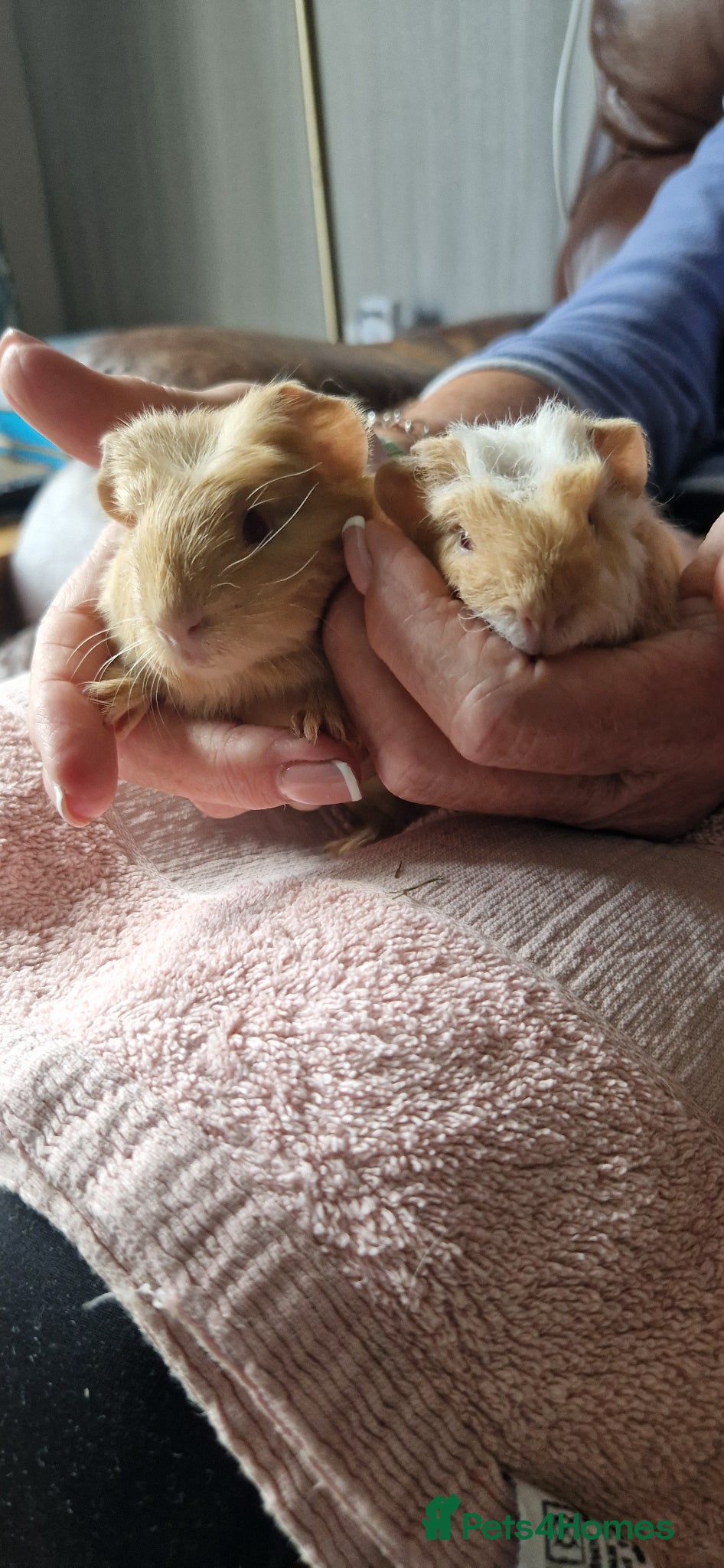 Guinea Pig rodents for sale: Two bond boys ready to go 30thjune 26 - Advert 3
