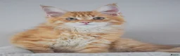 Maine Coon cats for sale: RED tabby Maine coon MALE - Advert 4
