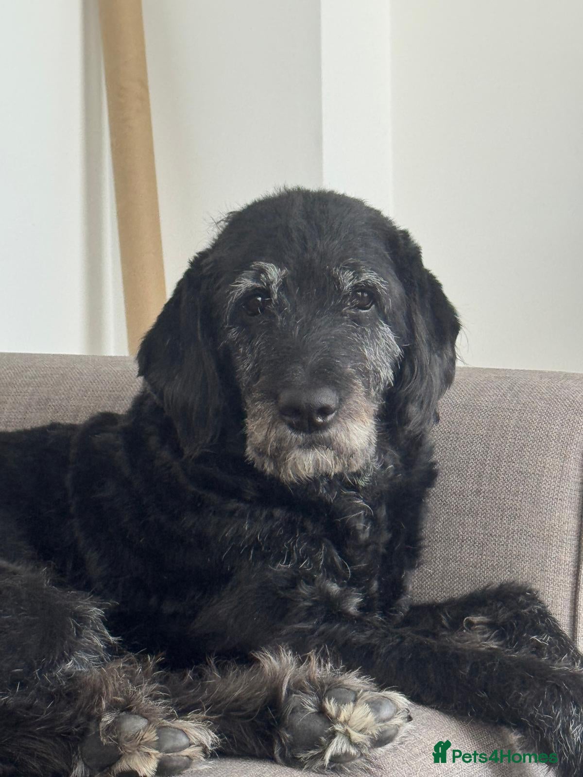 Labradoodle dogs Miniature F1B Labradoodle Puppies - Advert 1