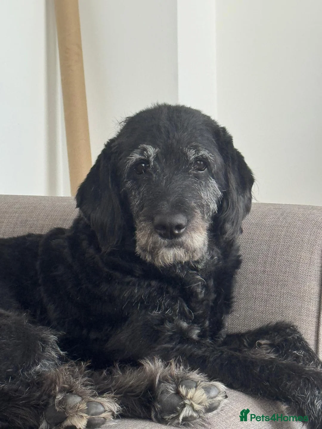 Labradoodle dogs for sale: Miniature F1B Labradoodle Puppies in Coalville - Advert 1