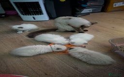 Ragdoll cats for sale: 5 Ragdoll Kittens for Sale - Image 13