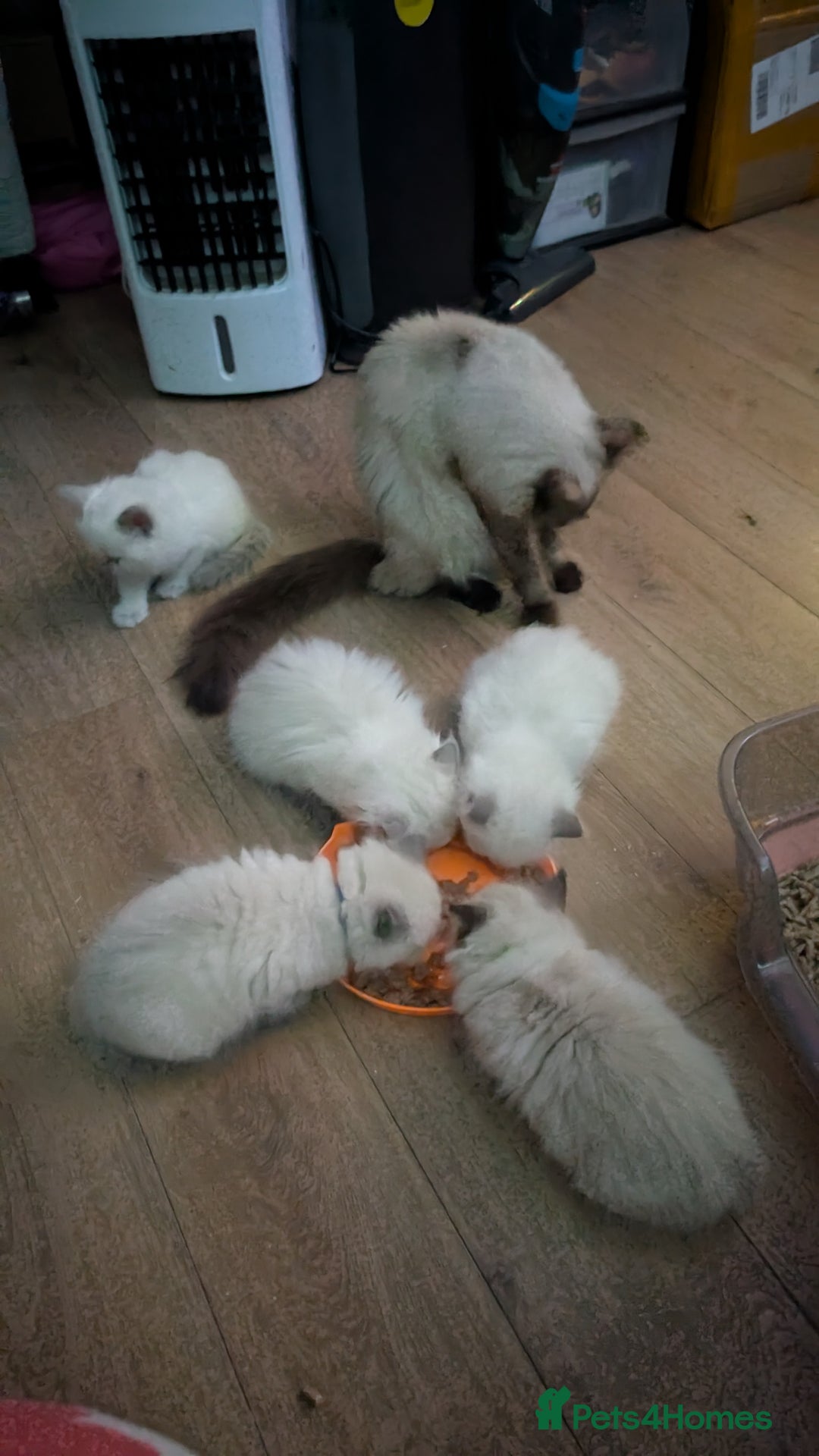 Ragdoll cats for sale: 5 Ragdoll Kittens for Sale - Image 13