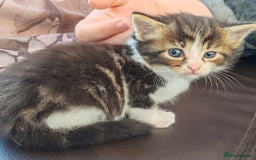 Mixed Breed cats for sale: Beautiful kittens looking for forever homes!! - Image 1