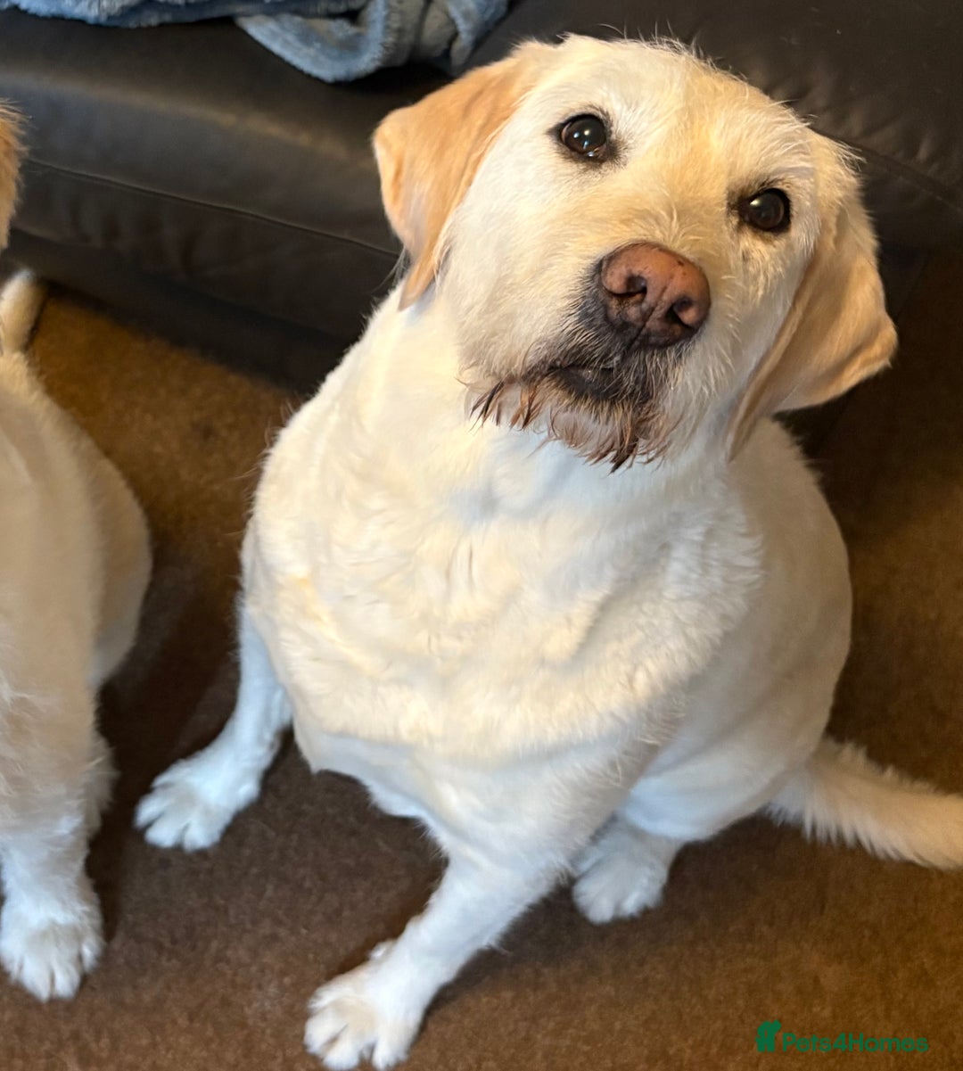 Goldador dogs for sale: Goldador Mix Puppies for sale - Advert 1