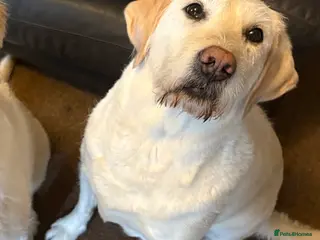 Goldador dogs Goldador Mix Puppies for sale - Advert 15