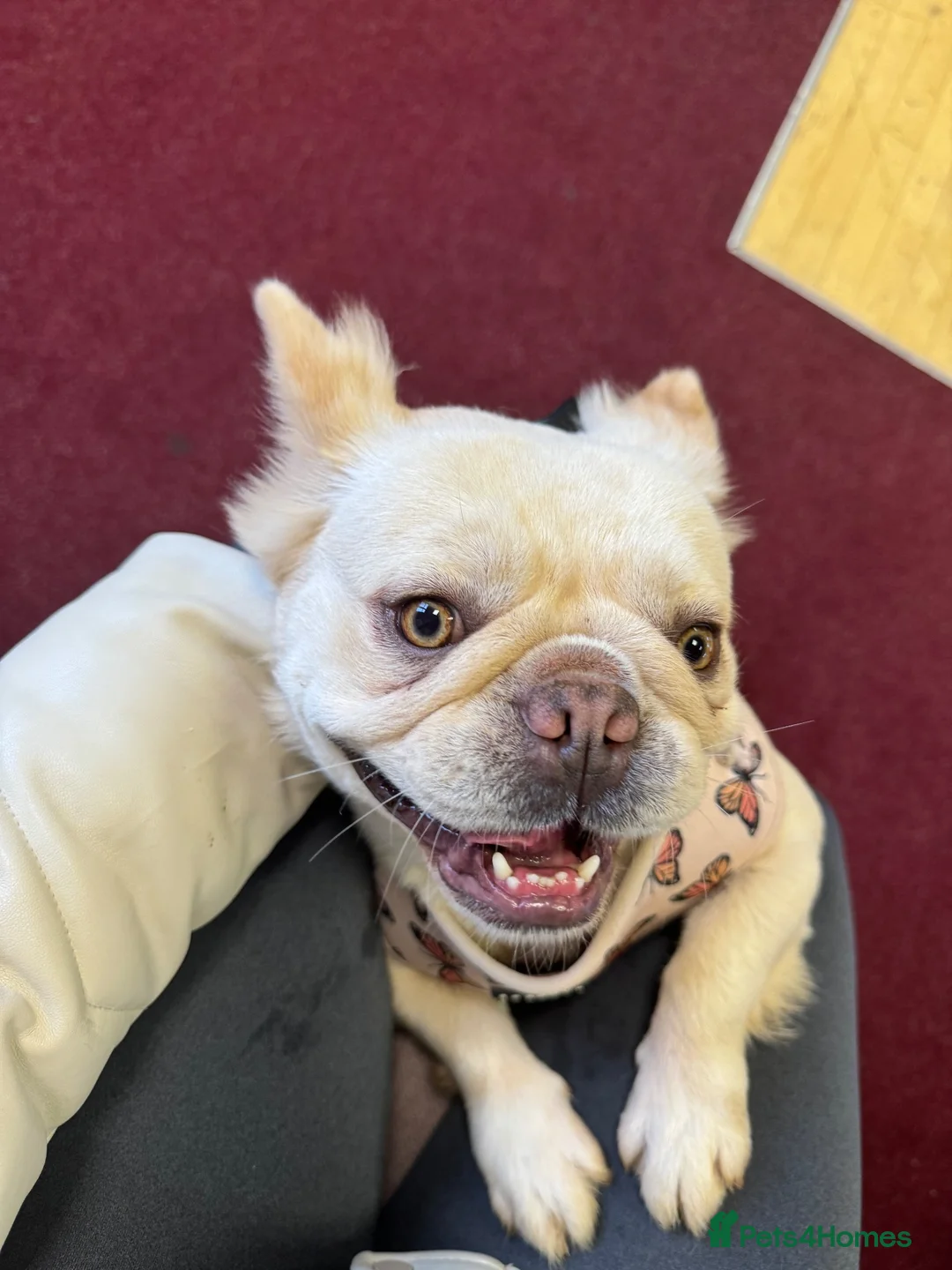 French Bulldog dogs for sale: Fluffy French bull dog  - Advert 4
