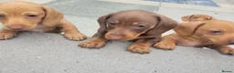 Miniature Dachshund dogs for sale: Beautiful Minature Dachsund's for sale - Advert 9