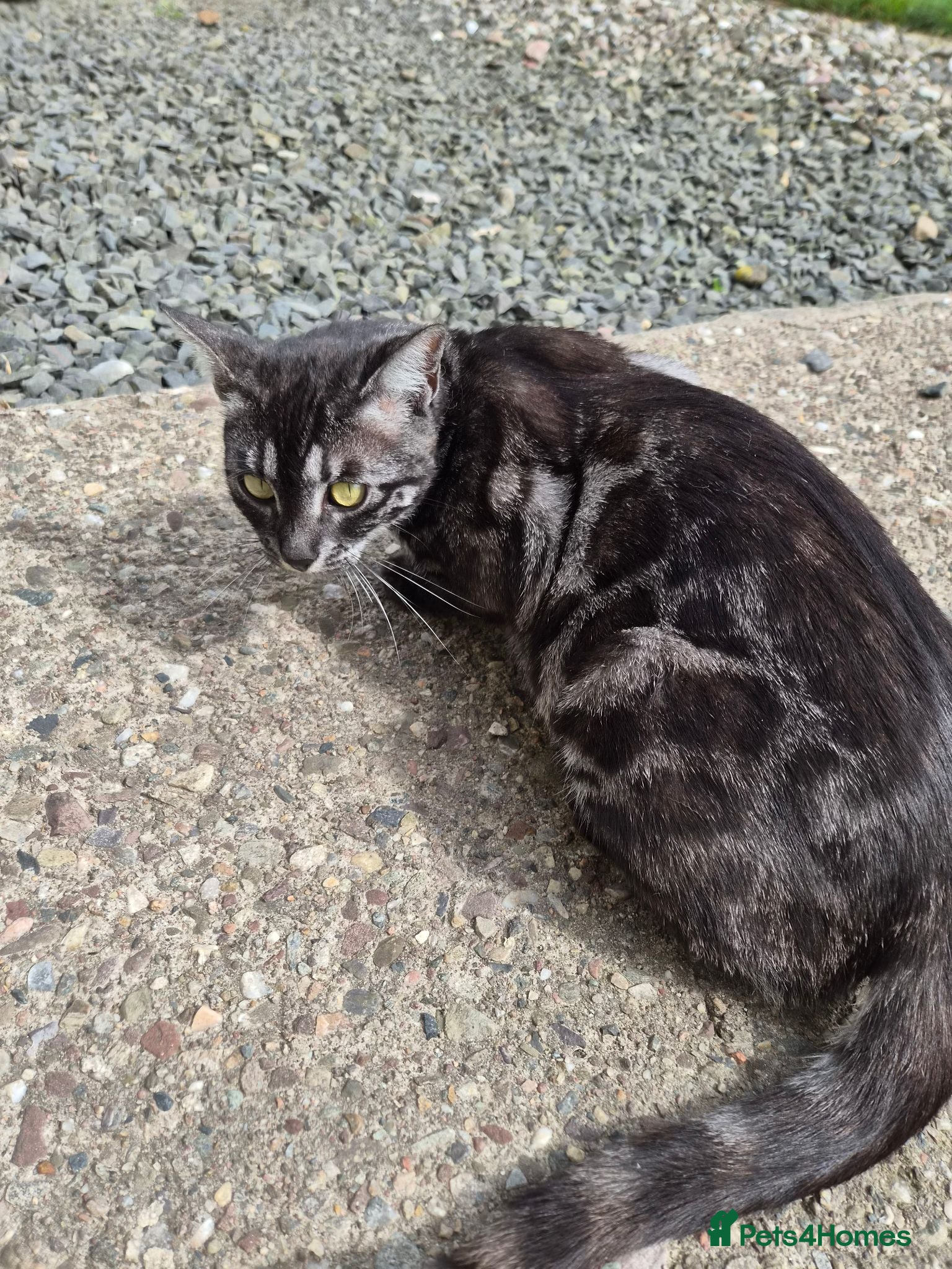 Bengal cats Pedigree Female Bengal for rehome. - Advert 1