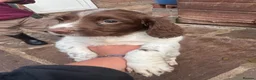 English Springer Spaniel dogs for sale: Kc reg ready now. English springer spaniel puppies - Advert 3