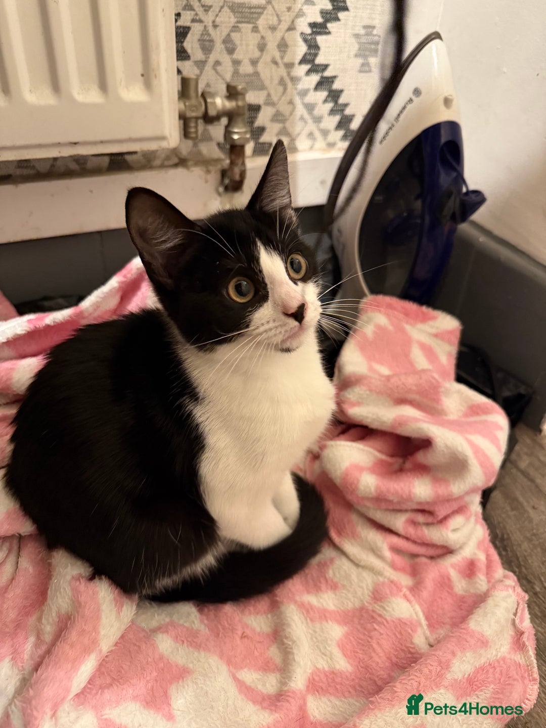 Mixed Breed cats for sale: Kittens  - Advert 17