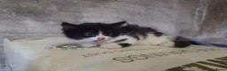 Mixed Breed cats for sale: Friendly Farm Kittens  - Advert 7