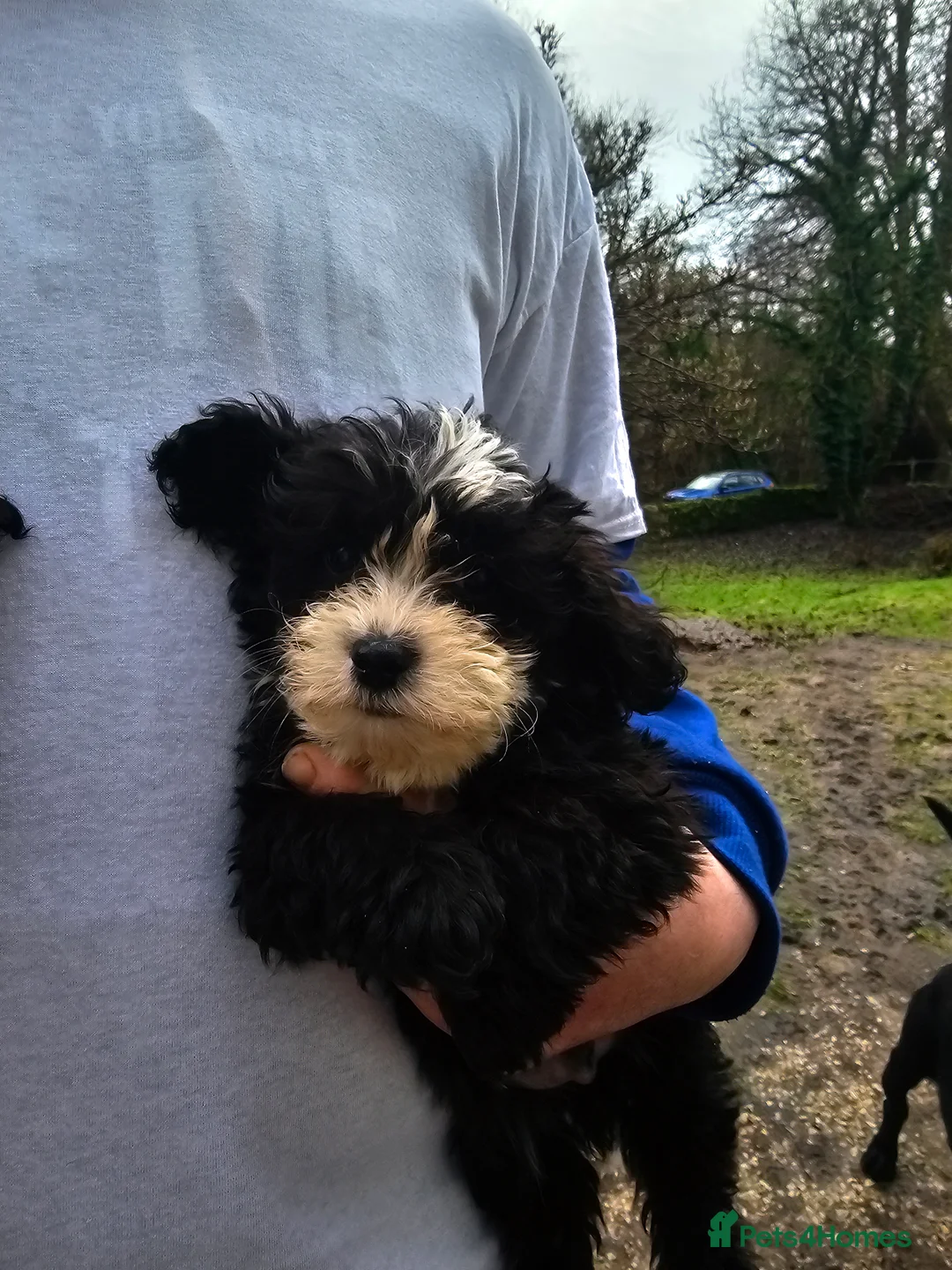Shihpoo dogs for sale: Shih poo puppies - Advert 15