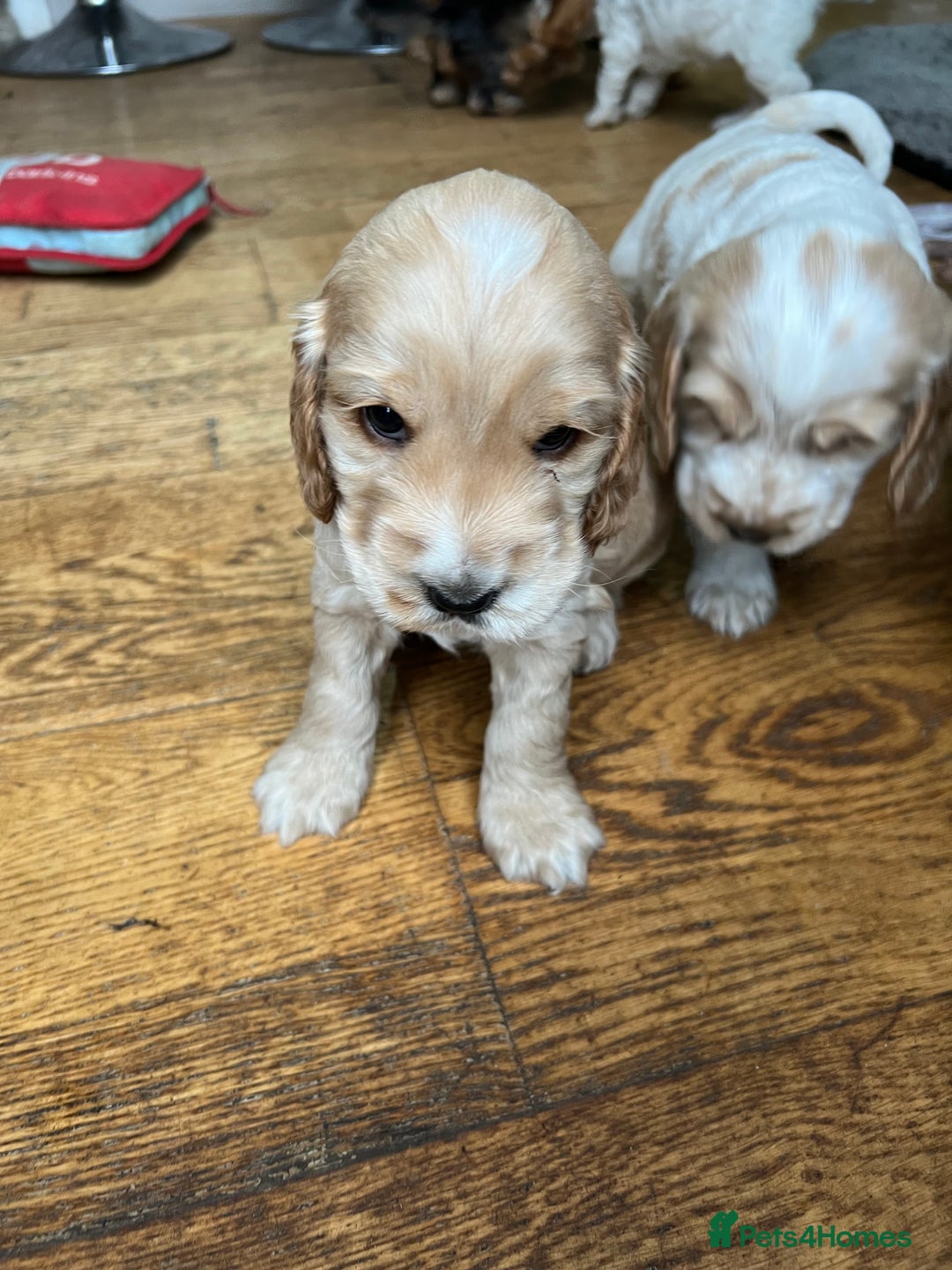 Cocker Spaniel dogs for sale: Three male cocker spaniel puppies for sale - Image 10