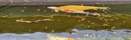 Koi Carp fish for sale: Koi and sturgeon fish - Advert 2