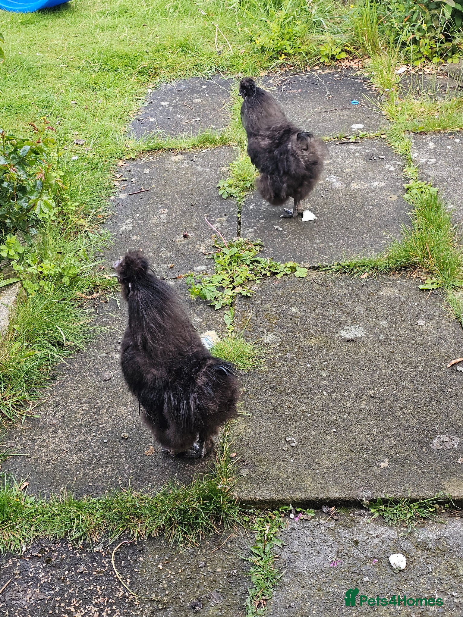 Hens poultry Silkie cockerels FREE  - Advert 4