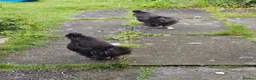 Hens poultry for sale: Silkie cockerels FREE  - Advert 1