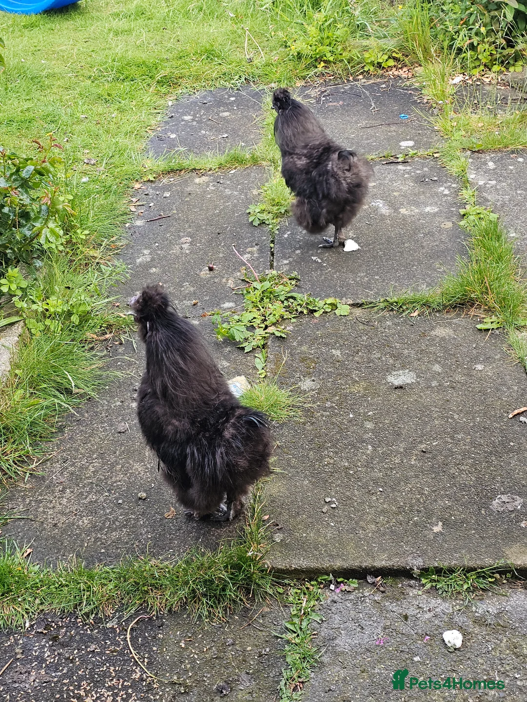 Hens poultry for sale: Silkie cockerels FREE  - Advert 1