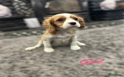 Cavalier King Charles Spaniel dogs for sale: *KC Registered DNA BVA/PRA Clear Cavalier Puppies* - Image 4
