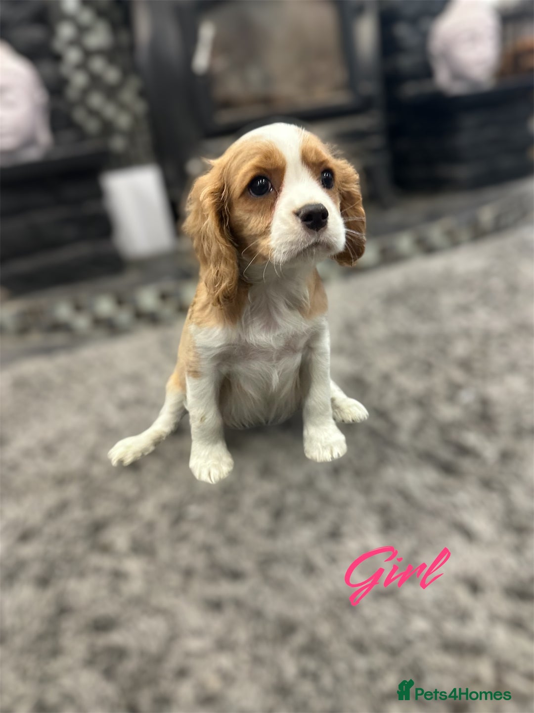 Cavalier King Charles Spaniel dogs for sale: *KC Registered DNA BVA/PRA Clear Cavalier Puppies* - Image 4