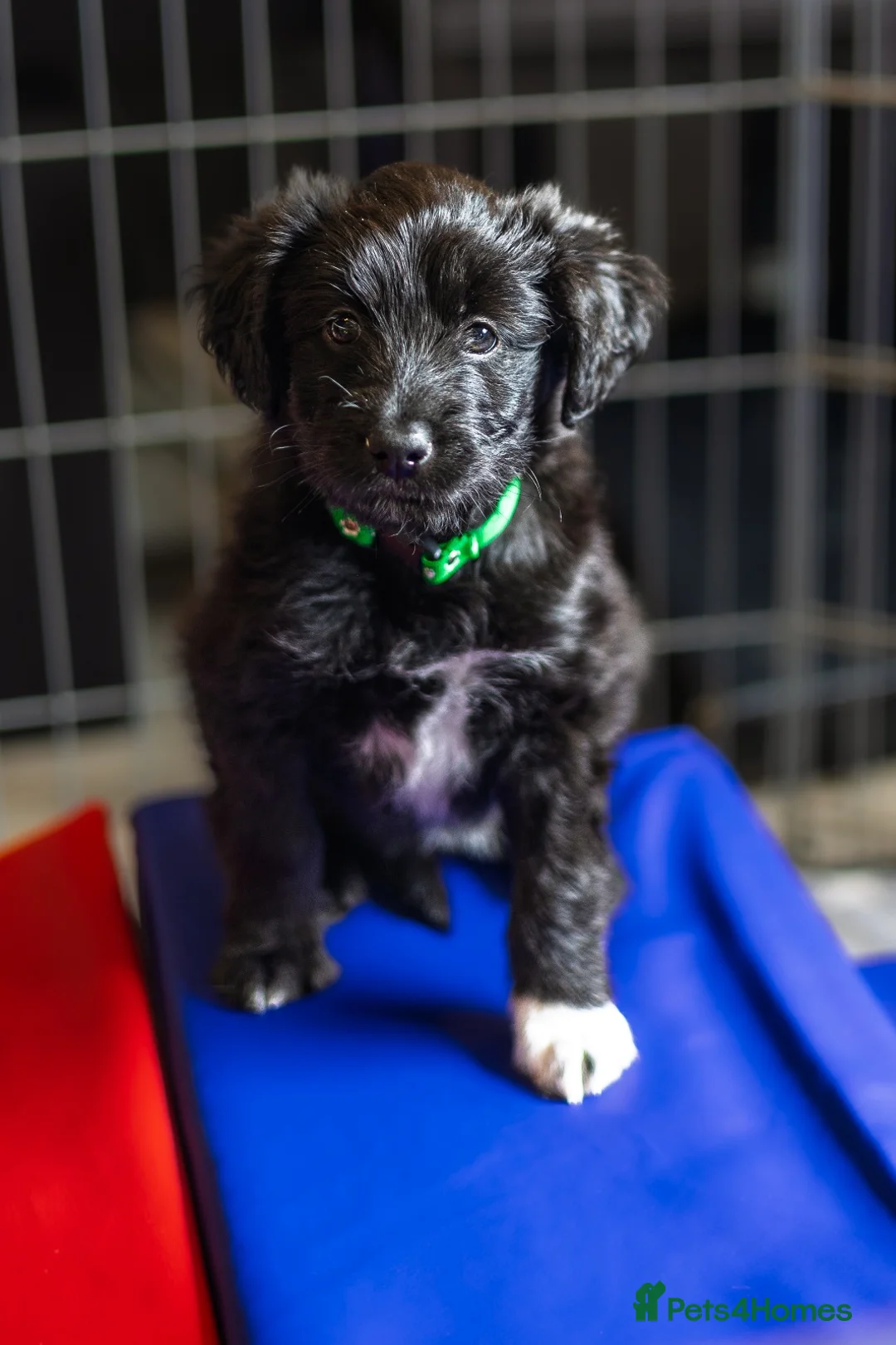 Mixed Breed dogs for sale: ☀️🌙Waiting list open🌙☀️ - Advert 19