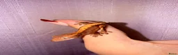 Gecko reptiles for sale: Crested Gecko Babies - Advert 19