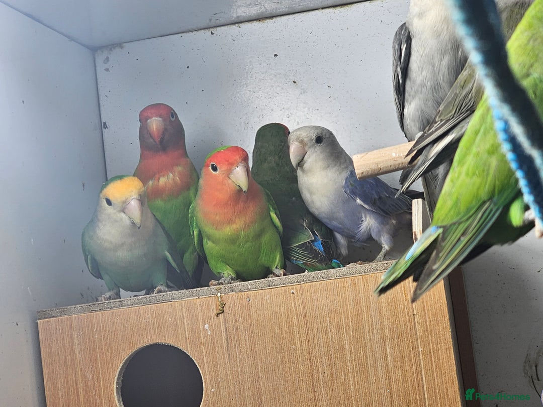 Lovebirds birds for sale: Mixed lovebirds - Advert 6