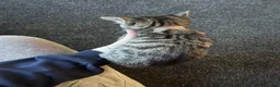 Bengal cats for sale: 2 Female kittens in South Ockendon - Advert 4