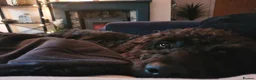 Labradoodle dogs for sale: F1B Standard Labradoodle Puppies 🐾💕 - Advert 3