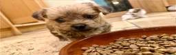 Mixed Breed dogs for sale: Adorable Shih Tzu/Jack Russell Puppies - Advert 24
