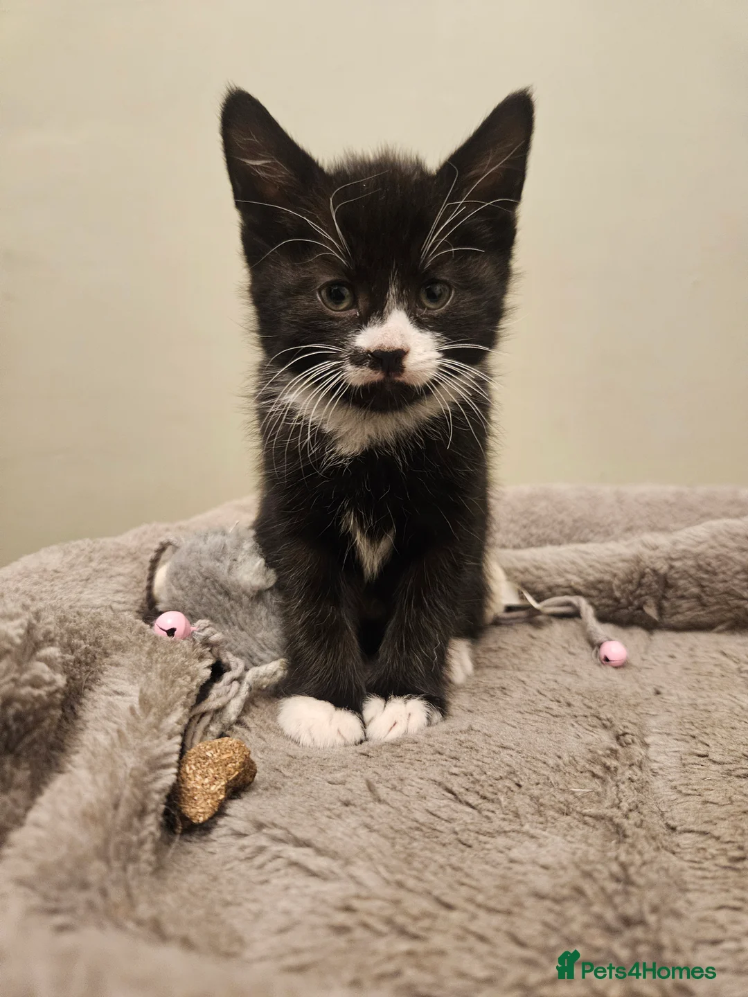 Mixed Breed cats for sale: Beautiful, Playful Kittens- Ready for Loving Homes - Advert 8