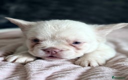 French Bulldog dogs for sale: FLUFFY FRENCH BULLDOGS  - Image 22
