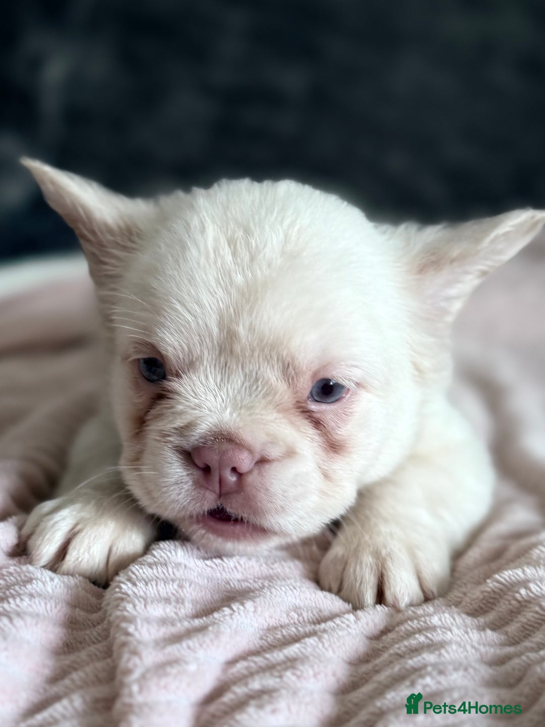 French Bulldog dogs for sale: FLUFFY FRENCH BULLDOGS  - Image 22