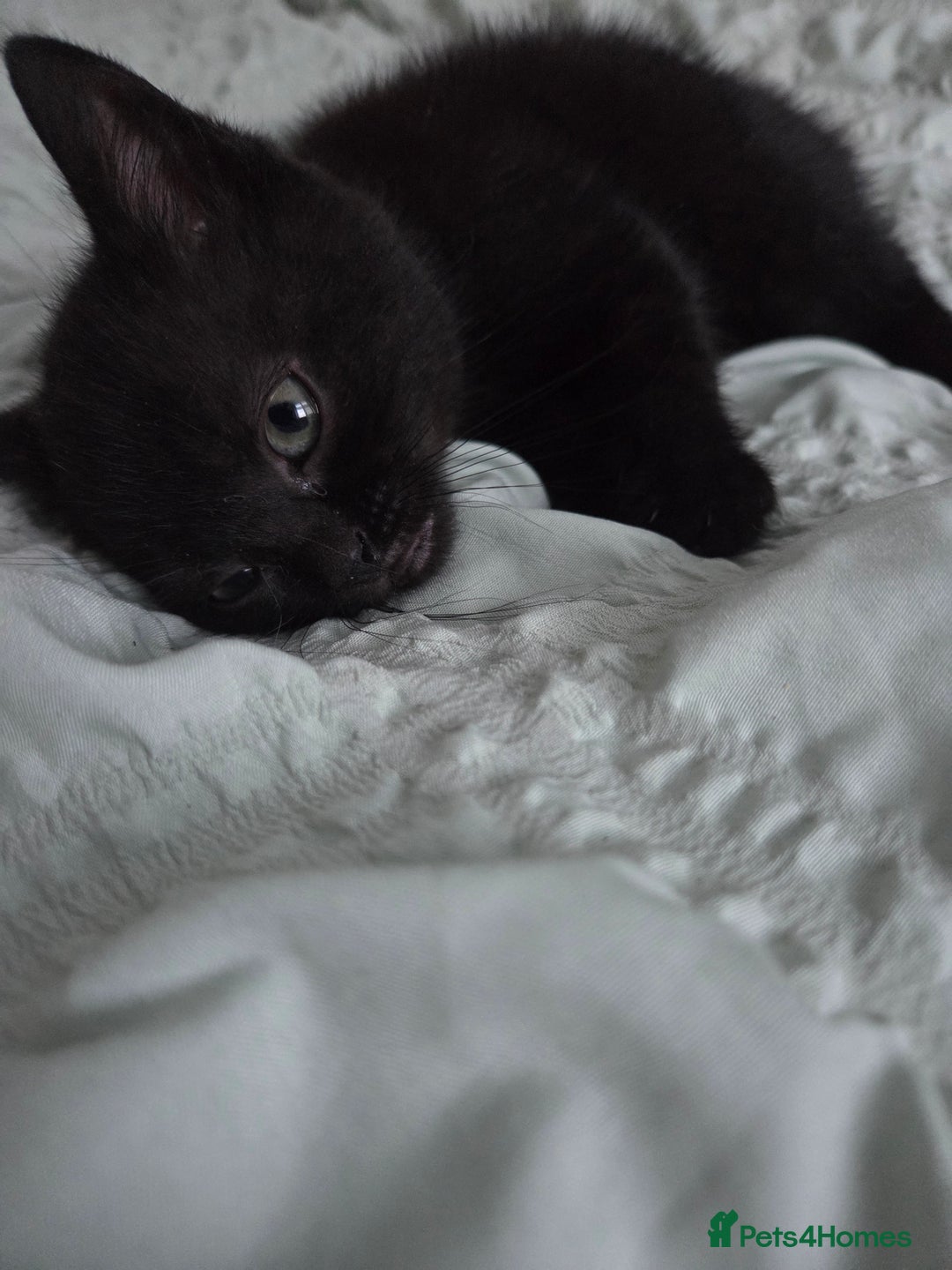 Mixed Breed cats for sale: British shorthair cross - Advert 1