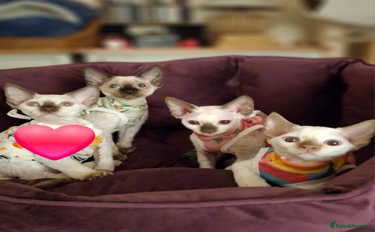 Devon Rex cats - Advert 2