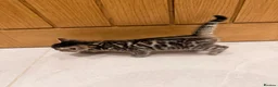 Mixed Breed cats for sale: Half bengal kitten  - Advert 4