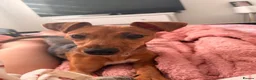 Jack Russell dogs for sale: 7 month Jack Russel puppy  in London - Advert 3
