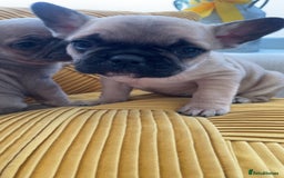 French Bulldog dogs for sale: Ready now!!! Rainbow litter - Image 2