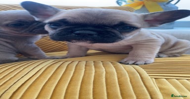 French Bulldog dogs - Advert 6