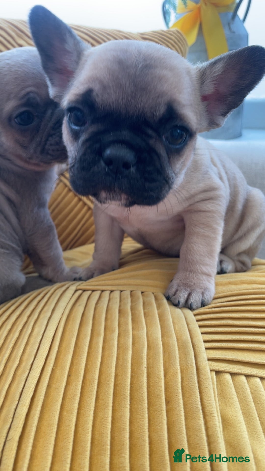 French Bulldog dogs for sale: Ready now!!! Rainbow litter - Image 2