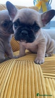 French Bulldog dogs - Advert 6