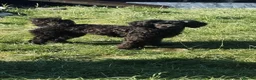 Yorkiepoo dogs for sale: Beautiful yorkipoo’s  - Advert 2