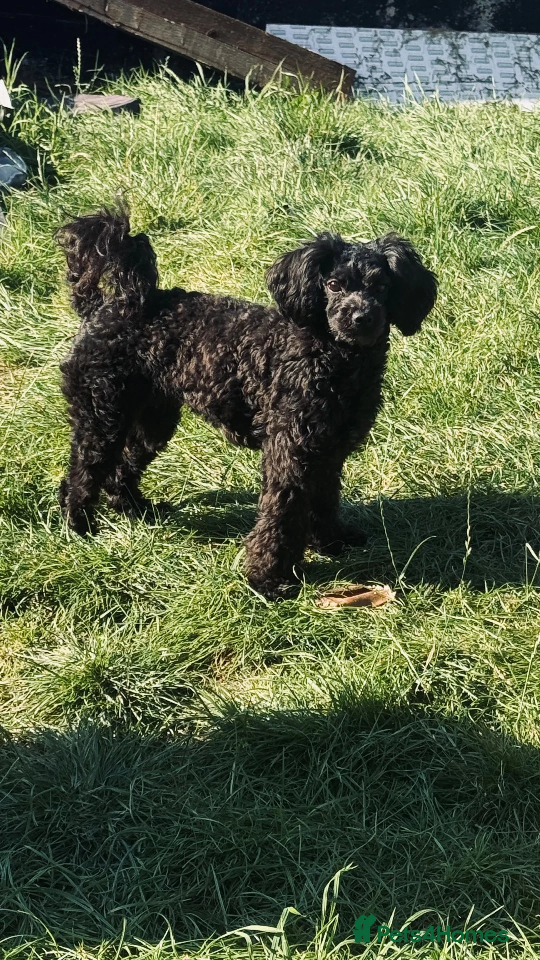 Yorkiepoo dogs for sale: Beautiful yorkipoo’s  - Advert 2