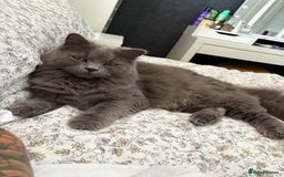 British Longhair cats for sale: Maeve - Image 1