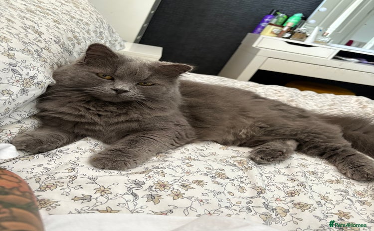 British Longhair cats - Advert 2