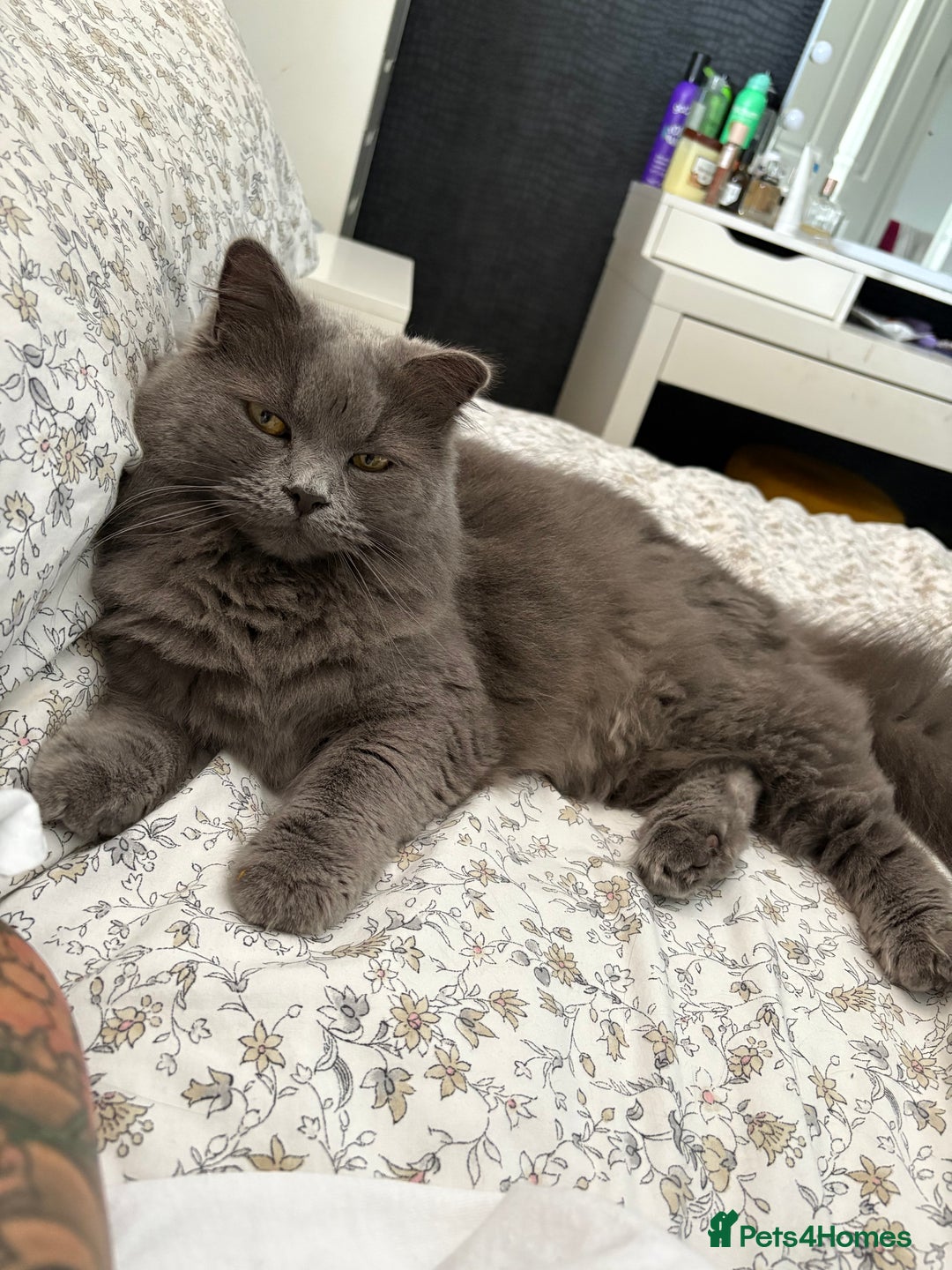 British Longhair cats for sale: Maeve - Image 1