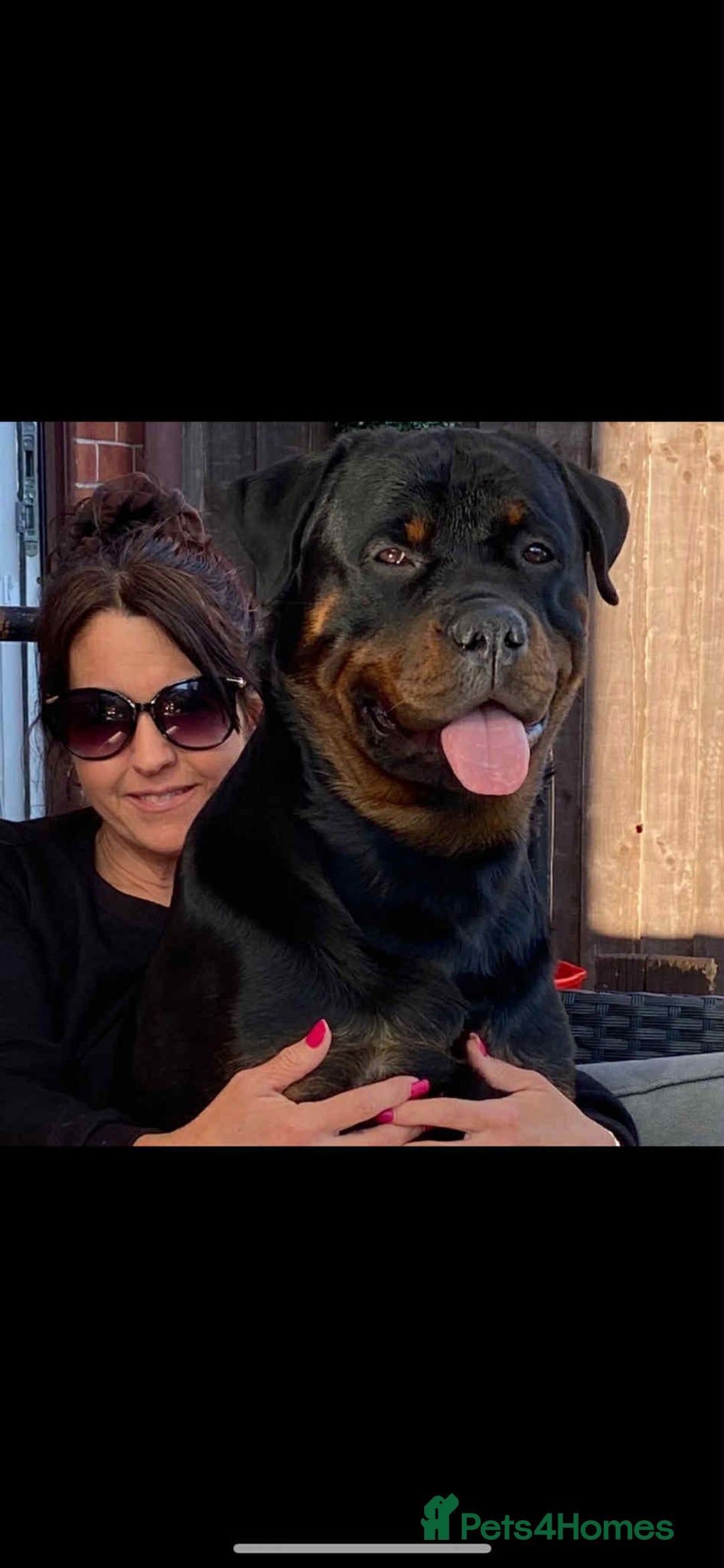 Rottweiler dogs for sale: Pedigree German chunky Rottweiler puppies  - Image 22