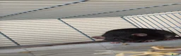 Rat rodents for sale: 1 dumbo and 1 fancy rat,cage, toys and 2 bags food - Advert 4