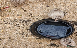 Quail poultry for sale: 27 quail available hatched 2025 - Image 7