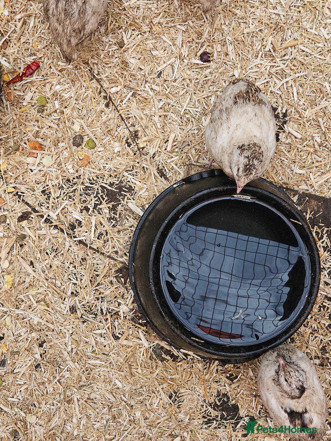 Quail poultry for sale: 27 quail available hatched 2025 - Image 7